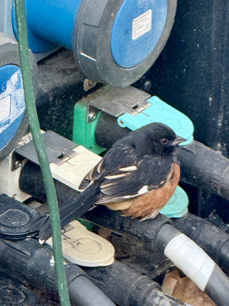 Eastern Towhee - ML646648487