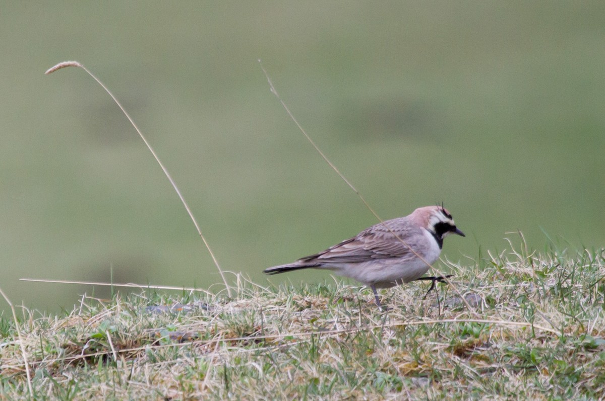 Alondra Cornuda (del Cáucaso) - ML646648489