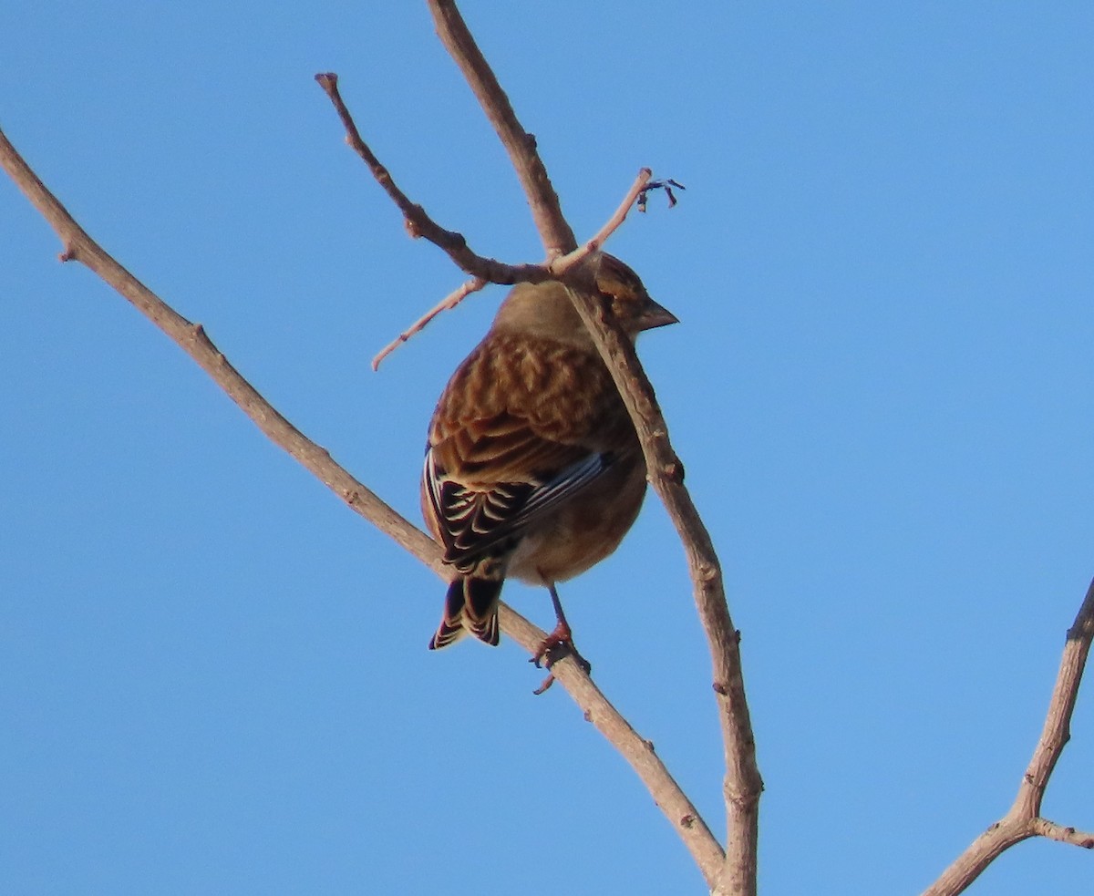 Коноплянка - ML646648491