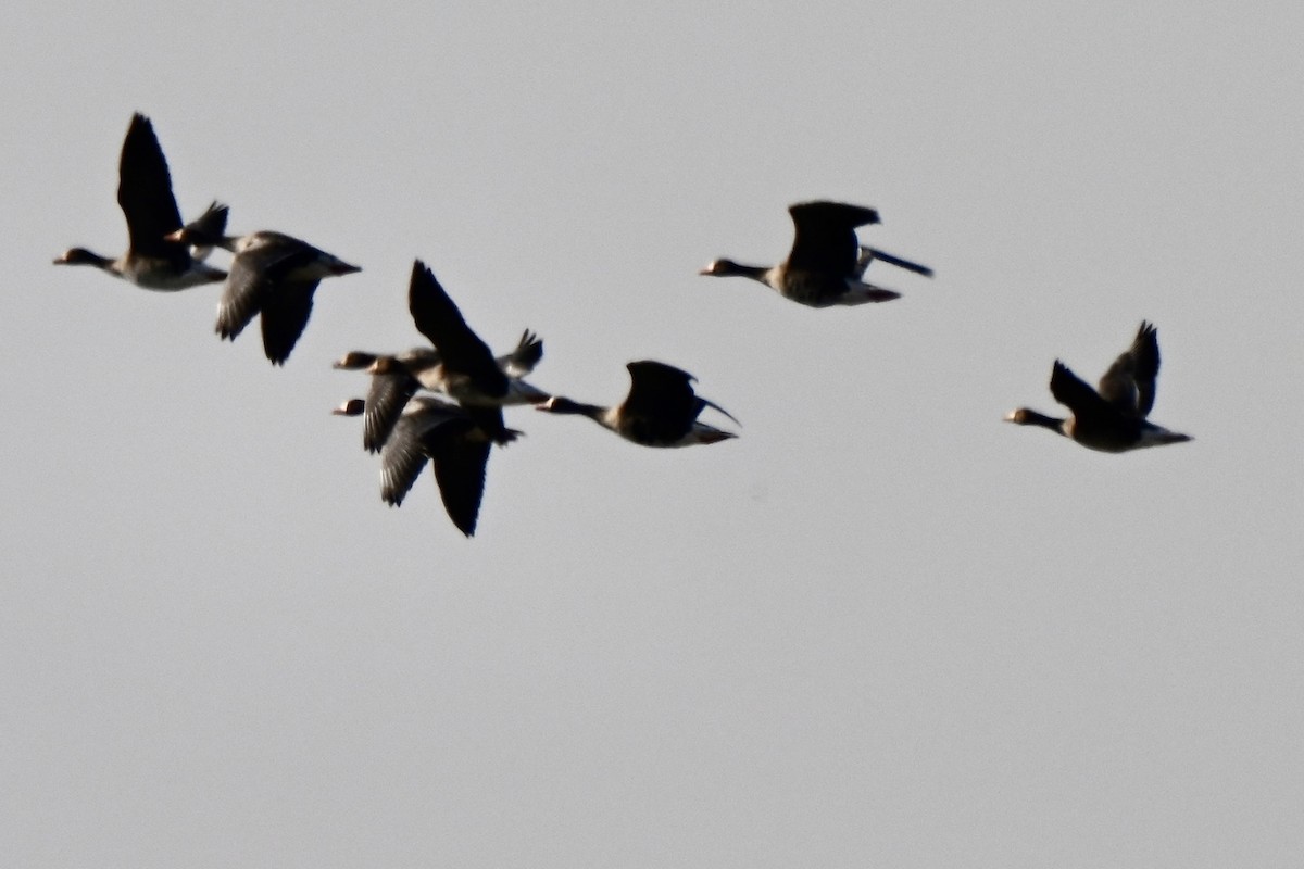 Greater White-fronted Goose - ML646648492