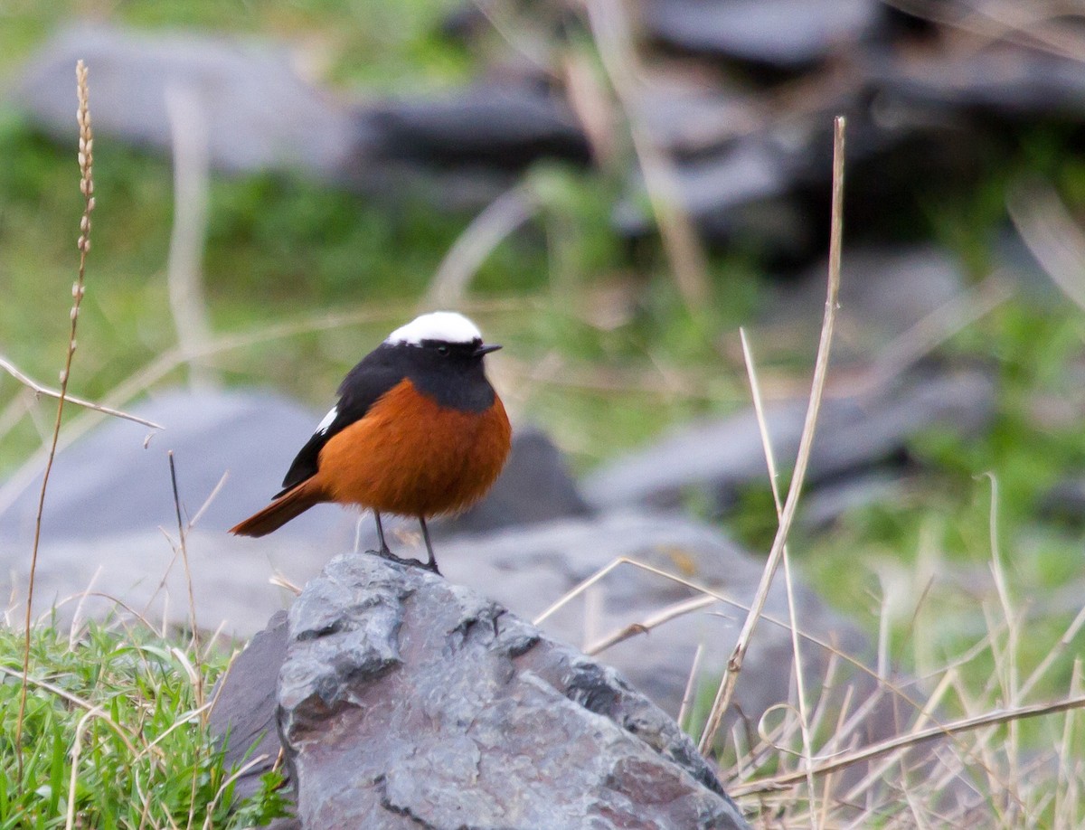 Colirrojo de Güldenstädt - ML646648493
