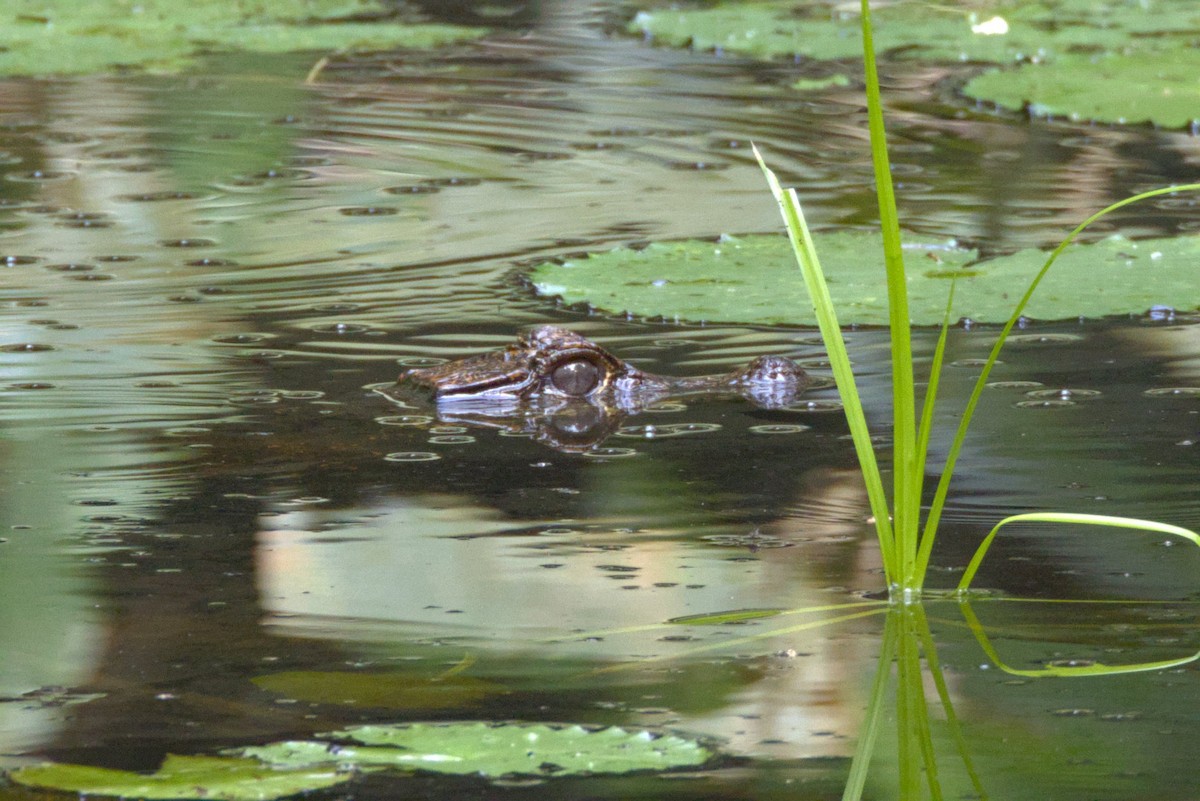 Dwarf Crocodile - ML646648494