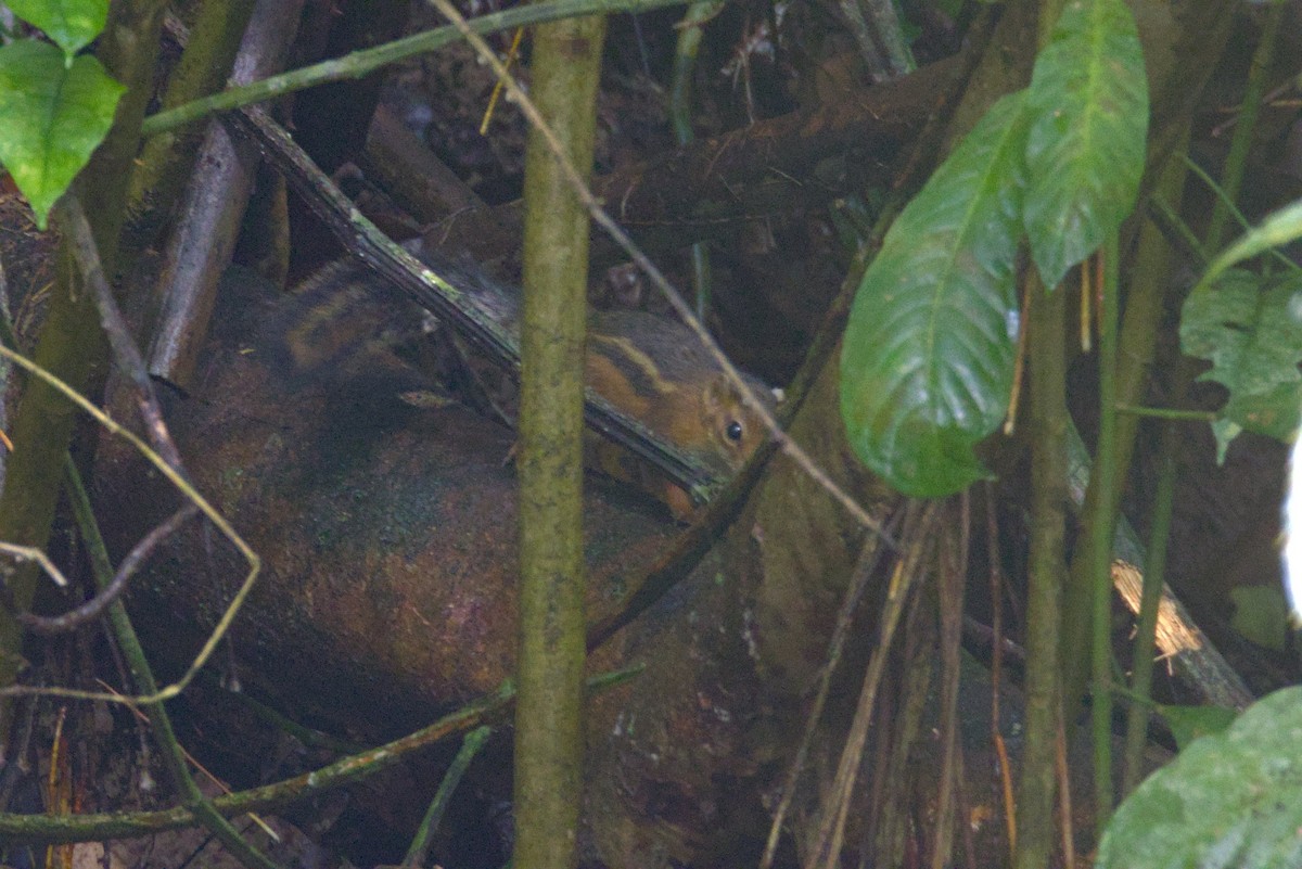 Fire-footed Rope Squirrel - ML646648495