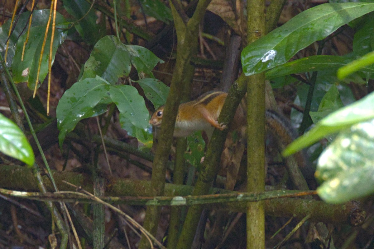 Fire-footed Rope Squirrel - ML646648496