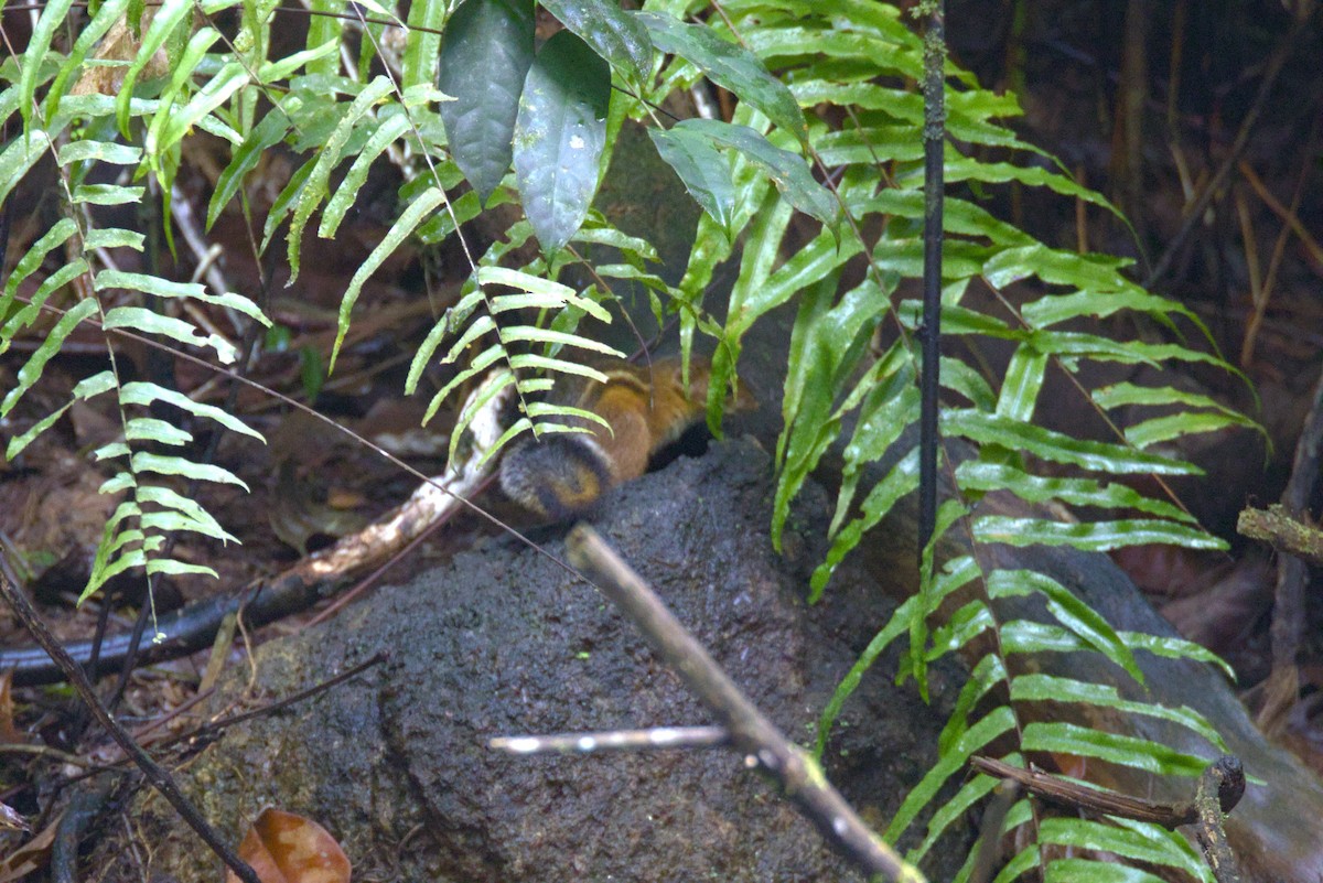 Fire-footed Rope Squirrel - ML646648497