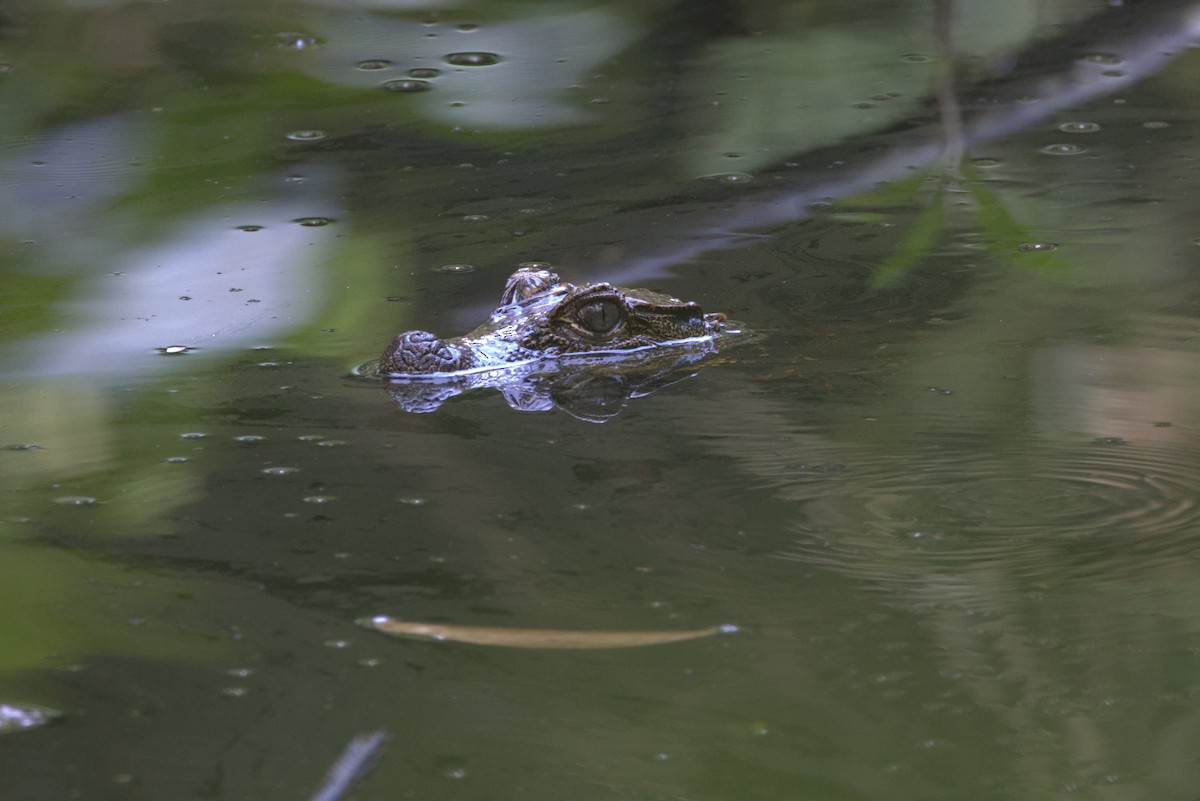 Dwarf Crocodile - ML646648498