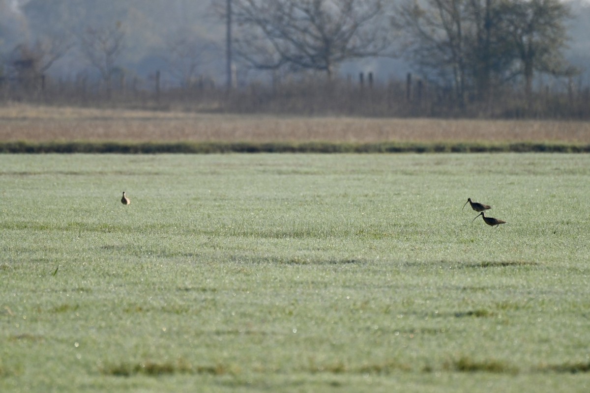 Long-billed Curlew - ML646648504