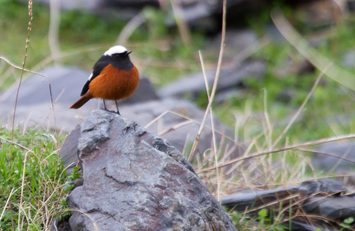 Colirrojo de Güldenstädt - ML646648507