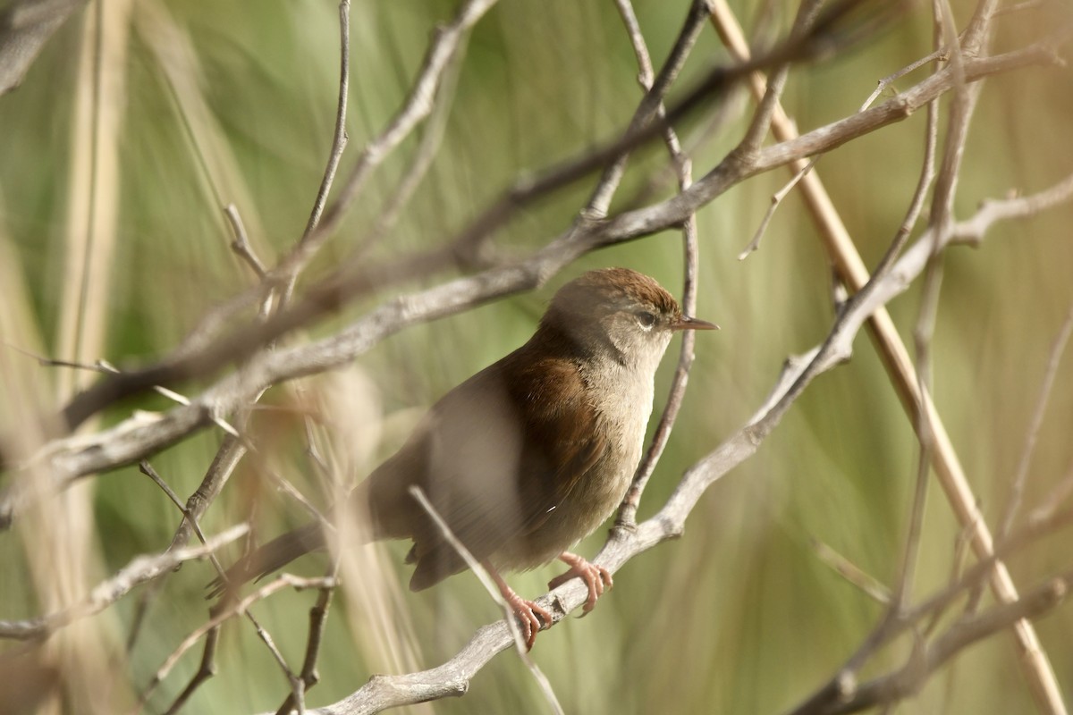 cettisanger - ML646648508