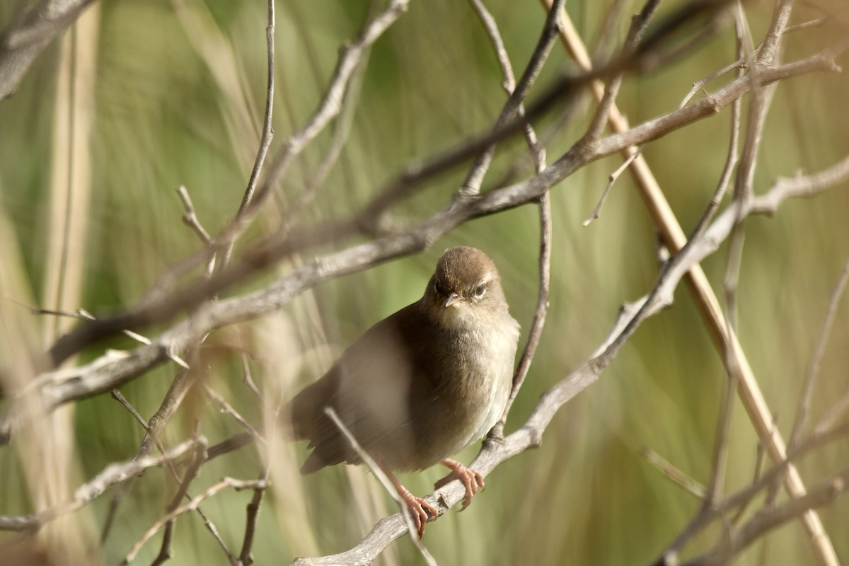 cettisanger - ML646648509