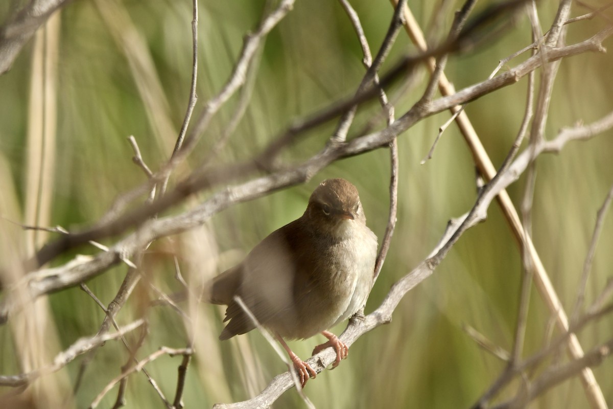 cettisanger - ML646648510