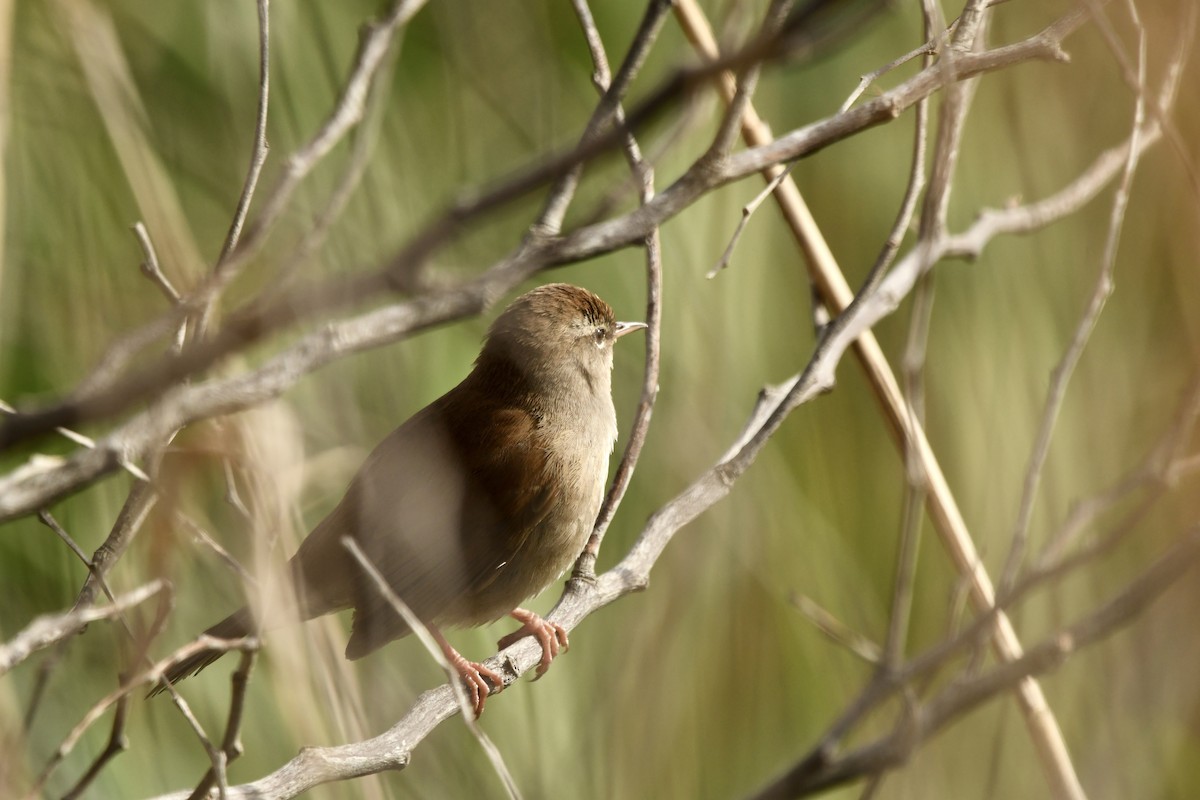 cettisanger - ML646648511