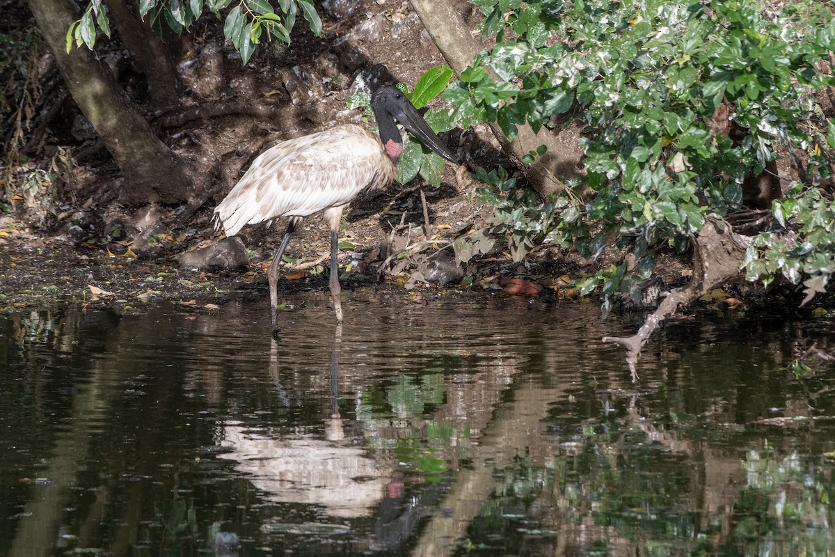 ズグロハゲコウ - ML646648514