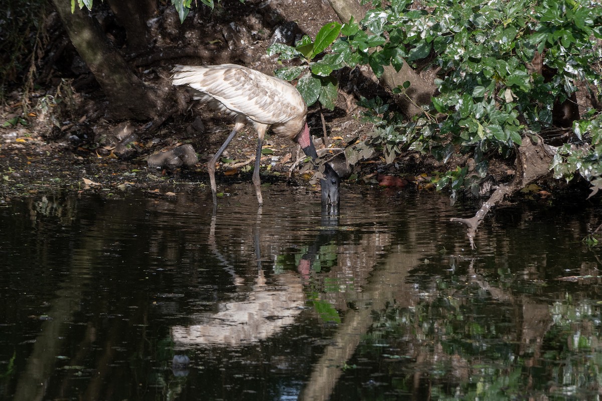 ズグロハゲコウ - ML646648515