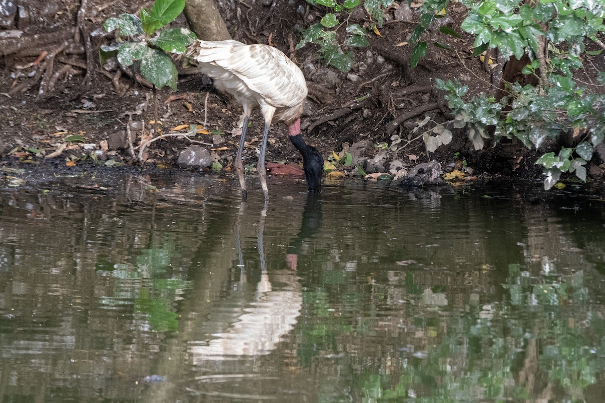 ズグロハゲコウ - ML646648516