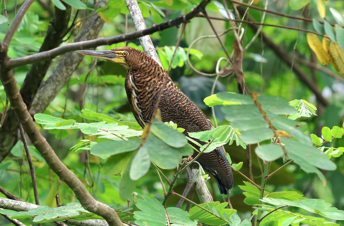 Rufescent Tiger-Heron - ML646648521