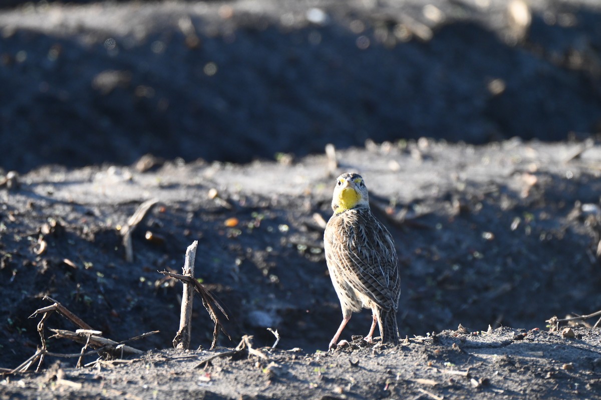 Western Meadowlark - ML646648525