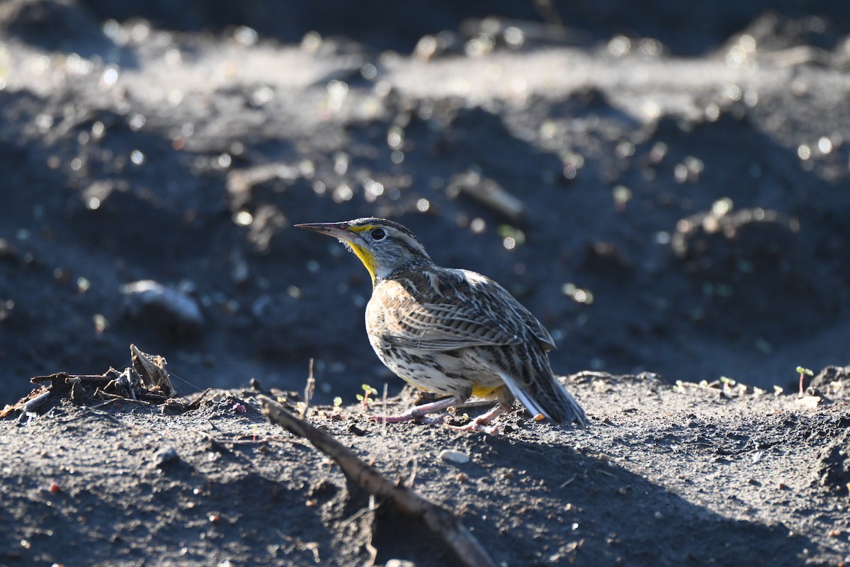 Western Meadowlark - ML646648526