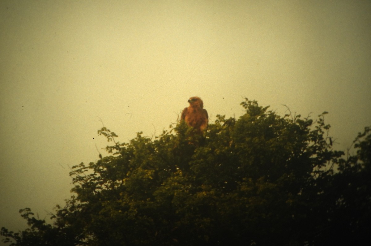 Tawny Eagle - ML646648527