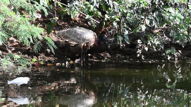 Jabirú Americano - ML646648530