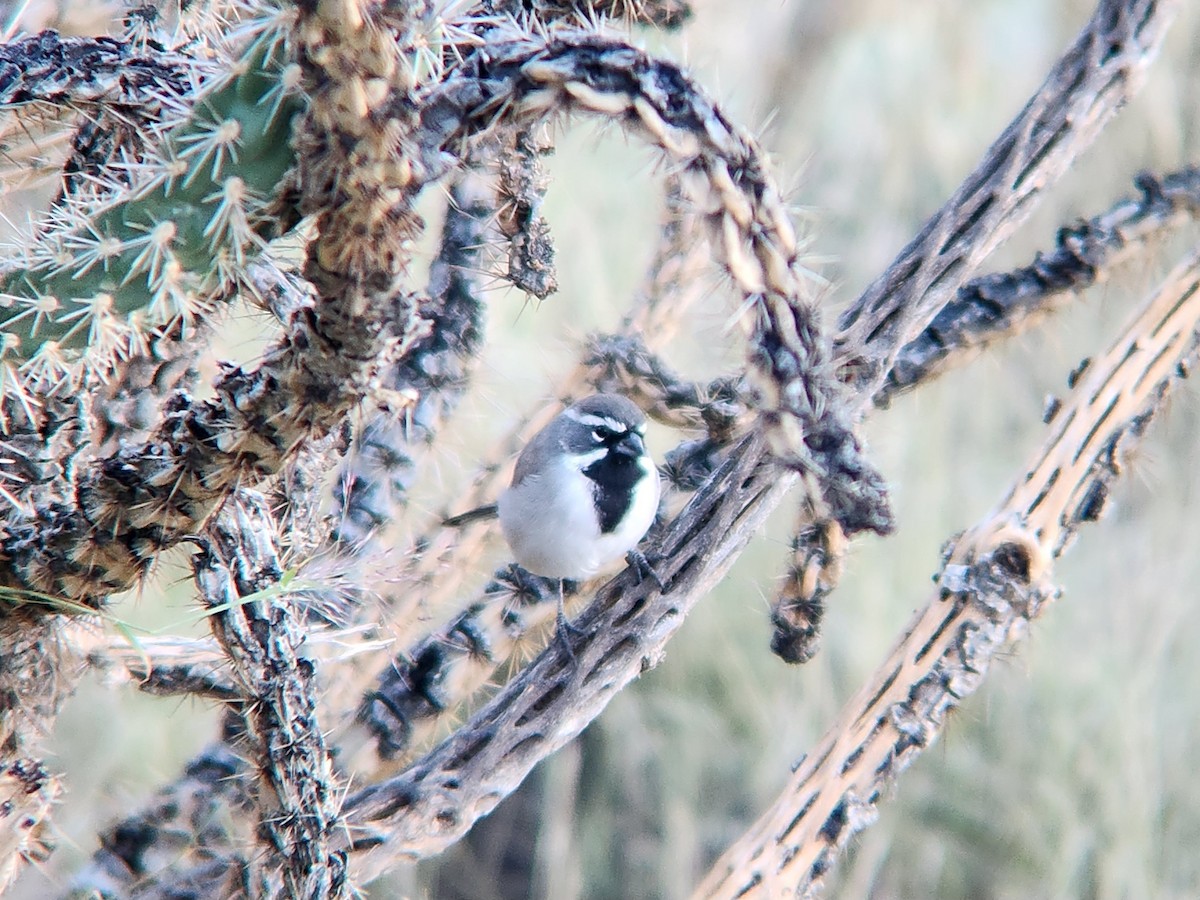 Black-throated Sparrow - ML646648533
