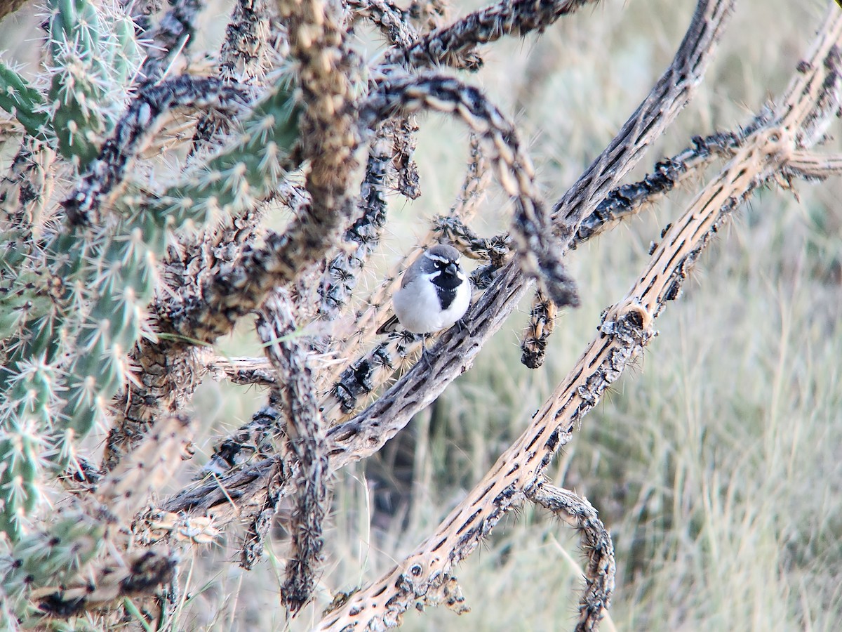 Black-throated Sparrow - ML646648534