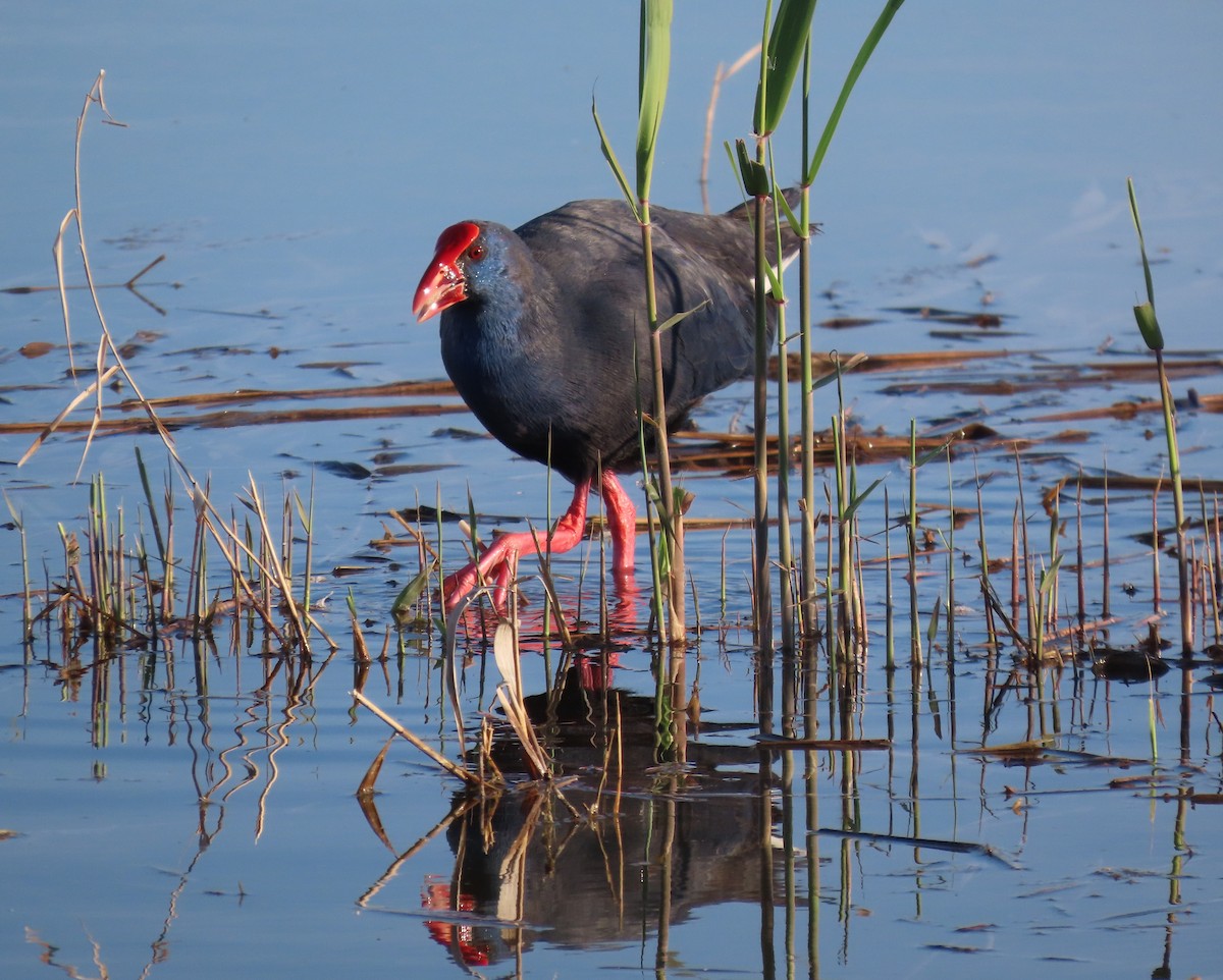 Султанка - ML646648535