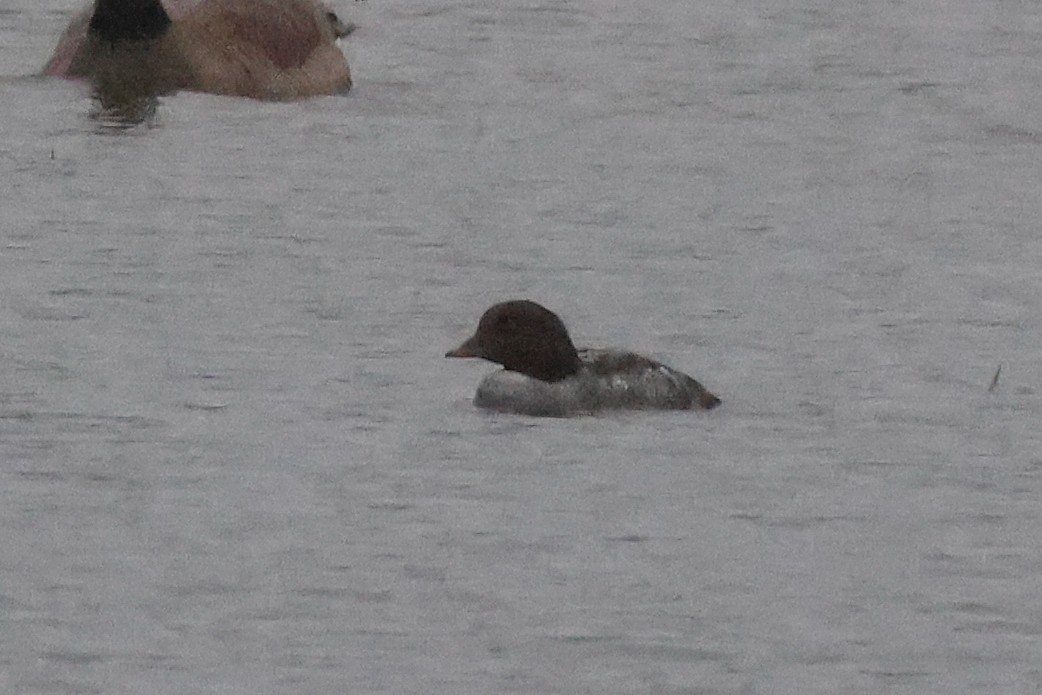 Barrow's Goldeneye - ML646648536