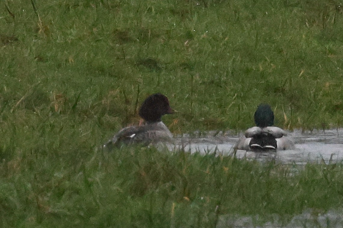 Barrow's Goldeneye - ML646648537