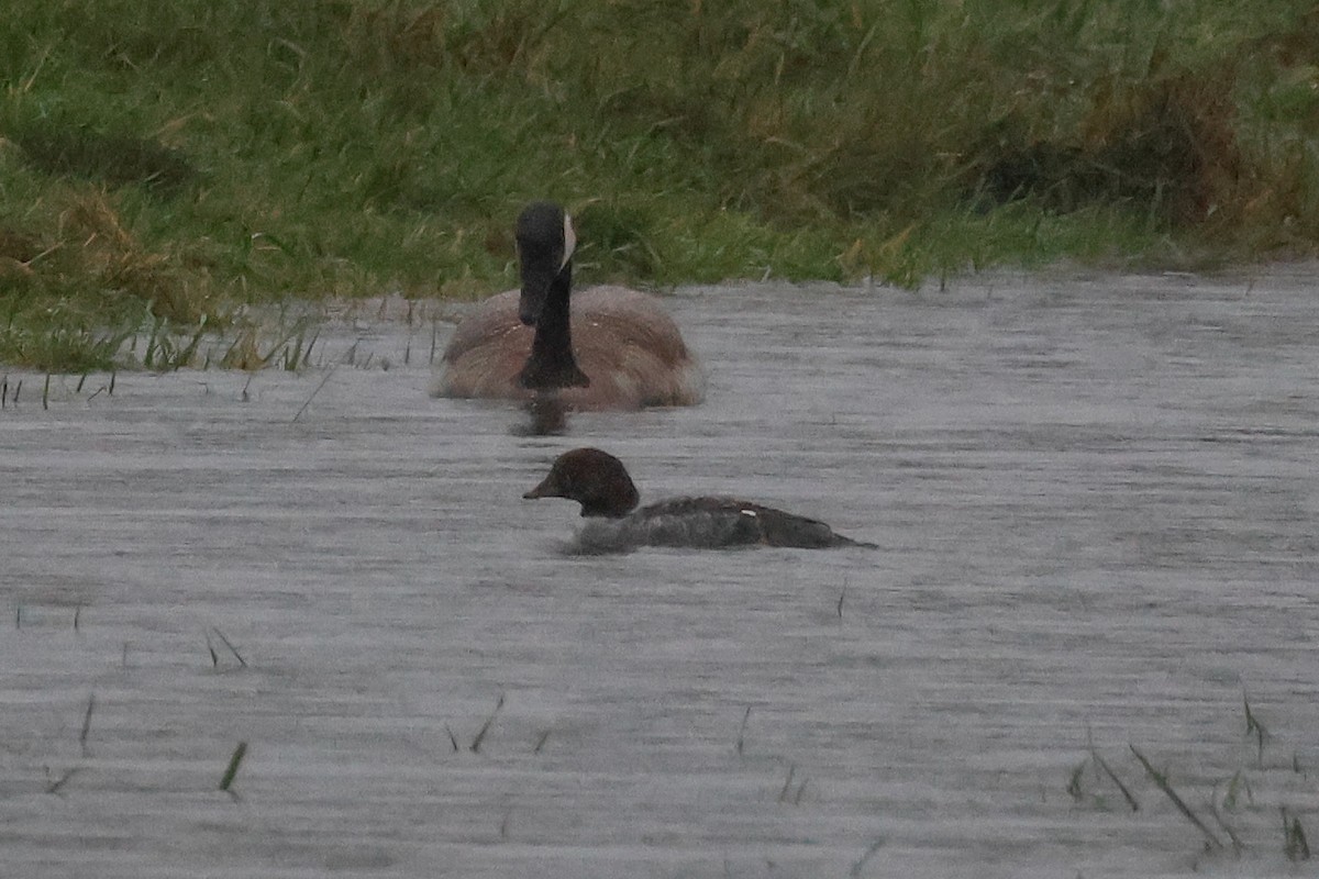 Barrow's Goldeneye - ML646648538