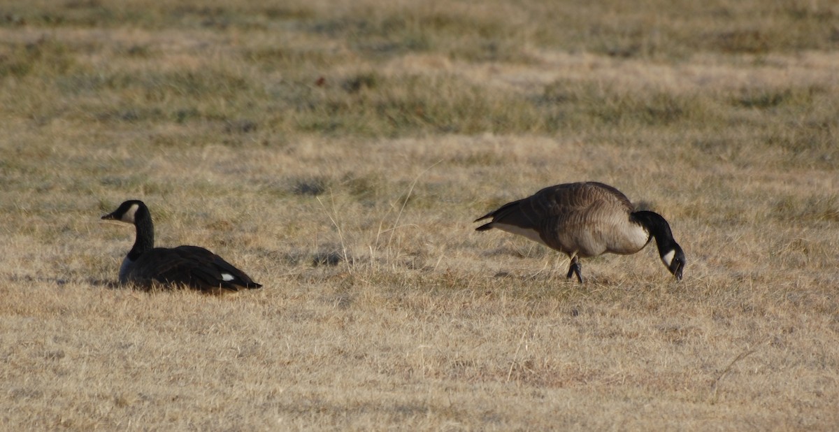 Канад галуу - ML646648539