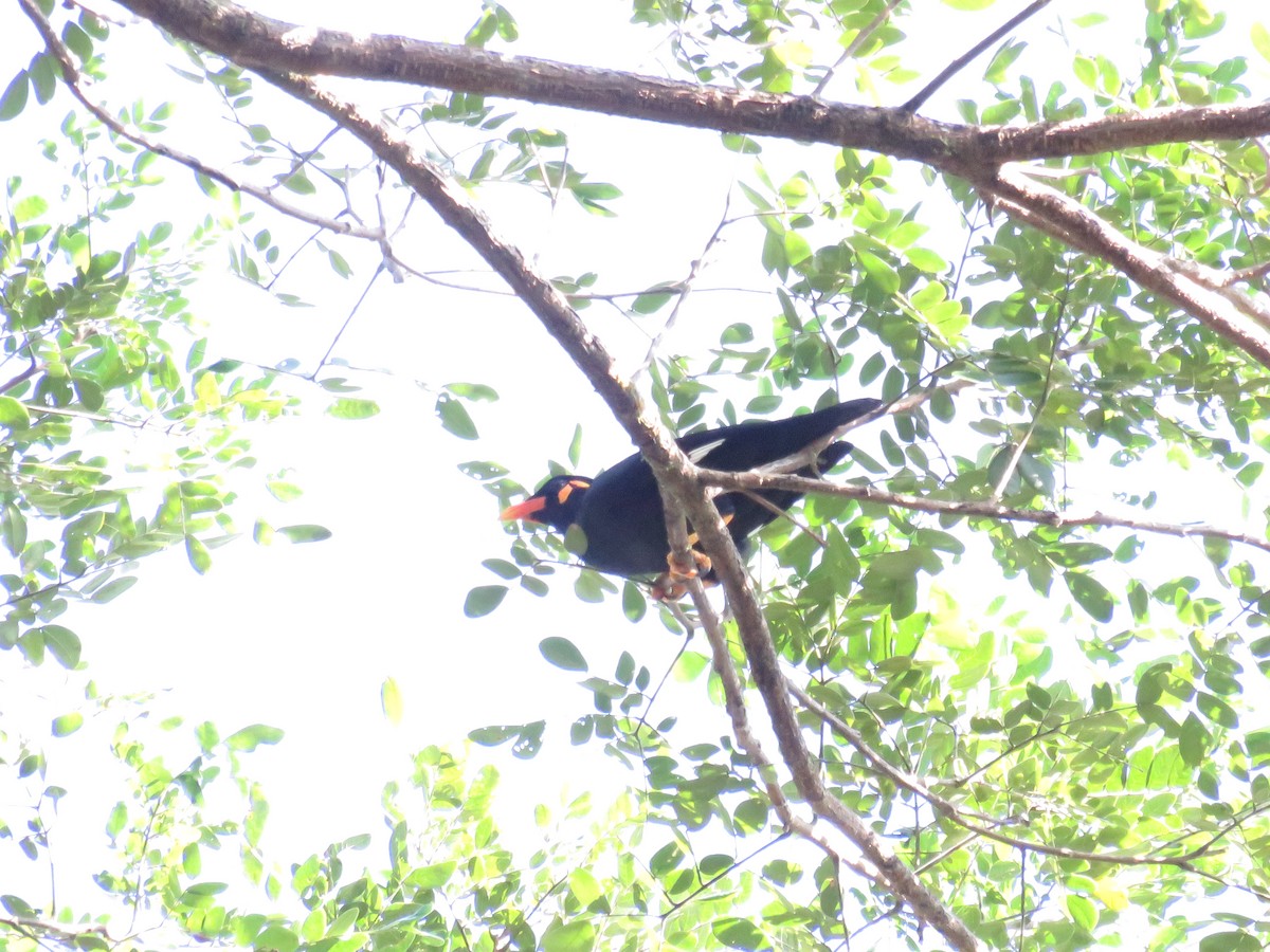 Küpeli Çiğdeci - ML646648541