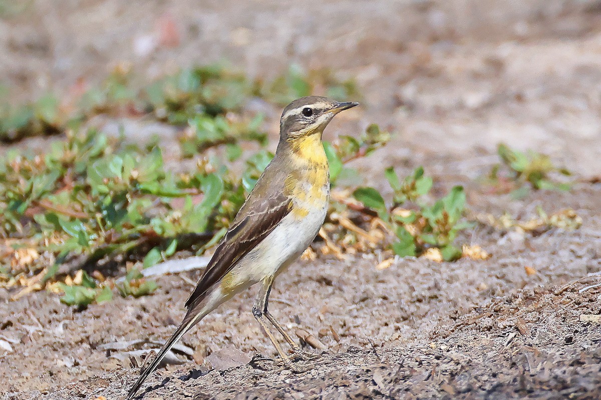 Берингийская жёлтая трясогузка - ML646648542