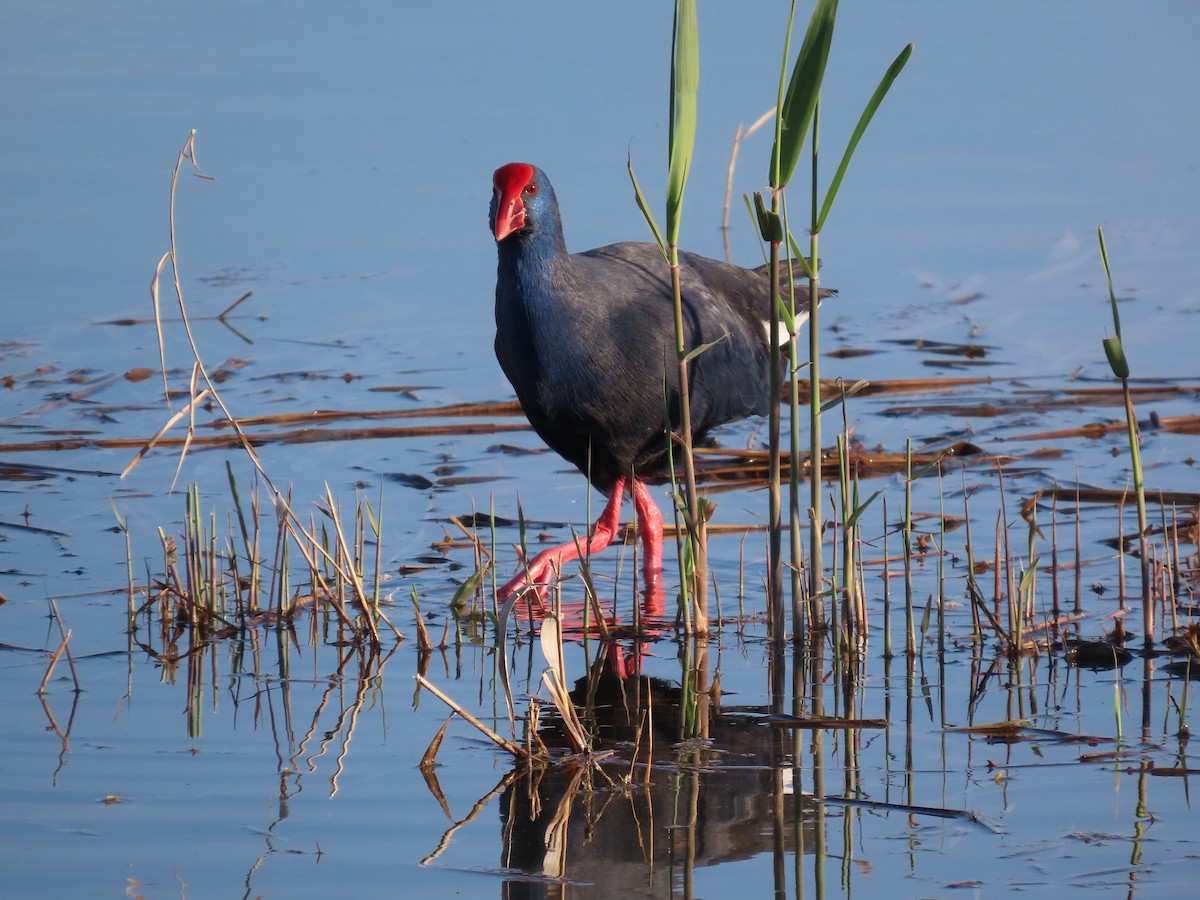 Султанка - ML646648545