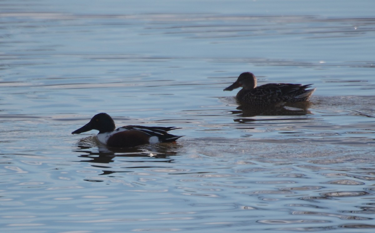 Халбага нугас - ML646648547
