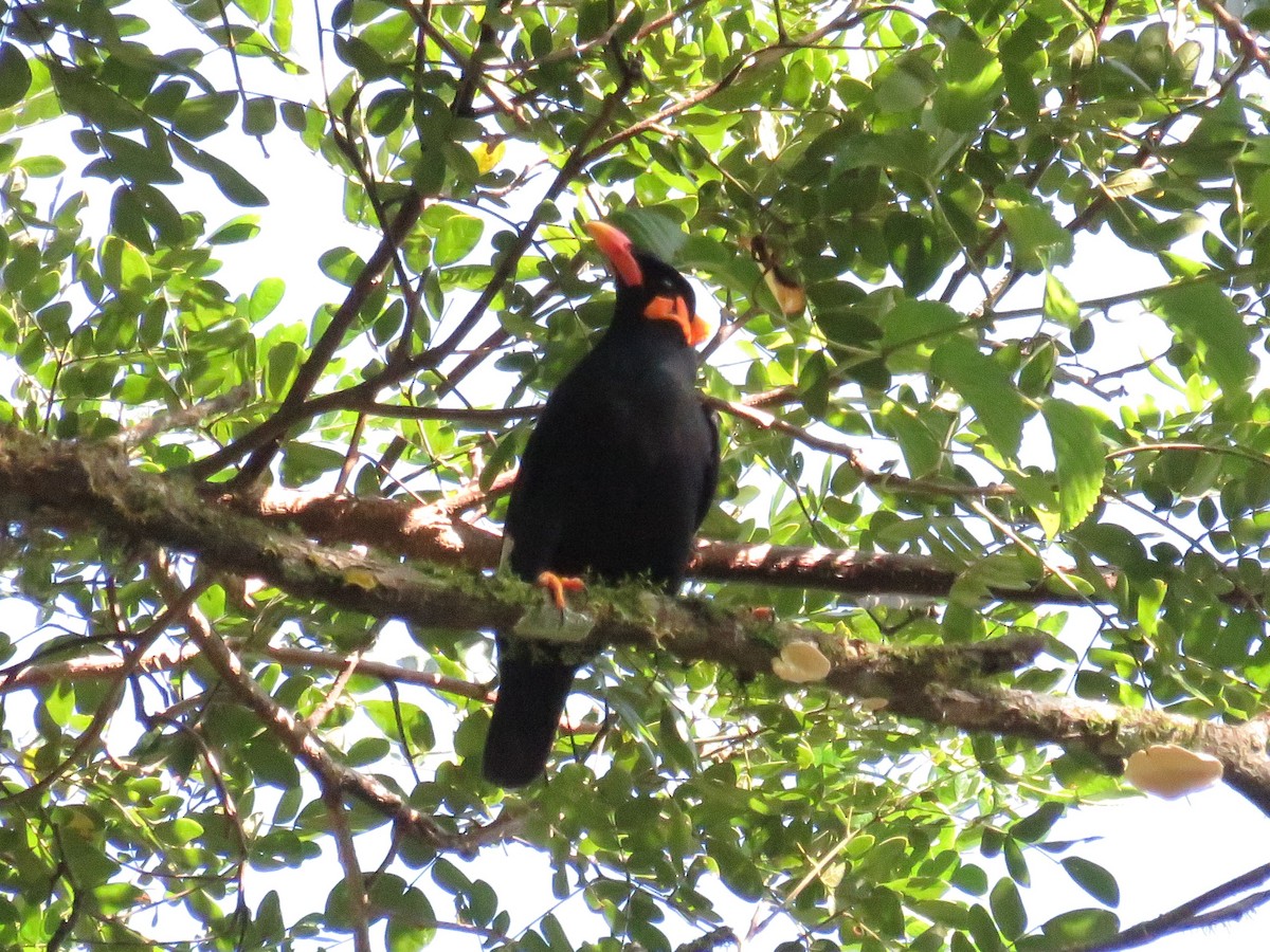 Küpeli Çiğdeci - ML646648548