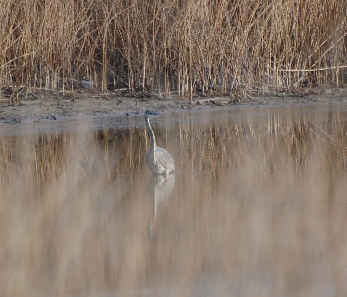 Great Blue Heron - ML646648563
