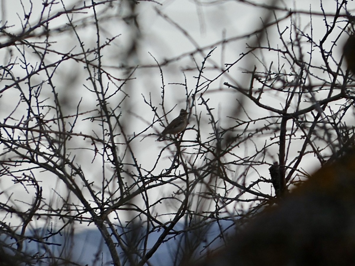 Wood Lark - ML646648564