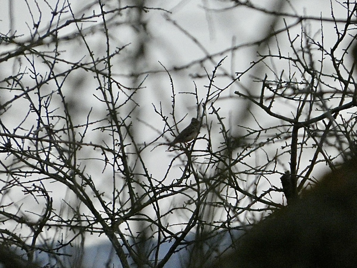 Wood Lark - ML646648565