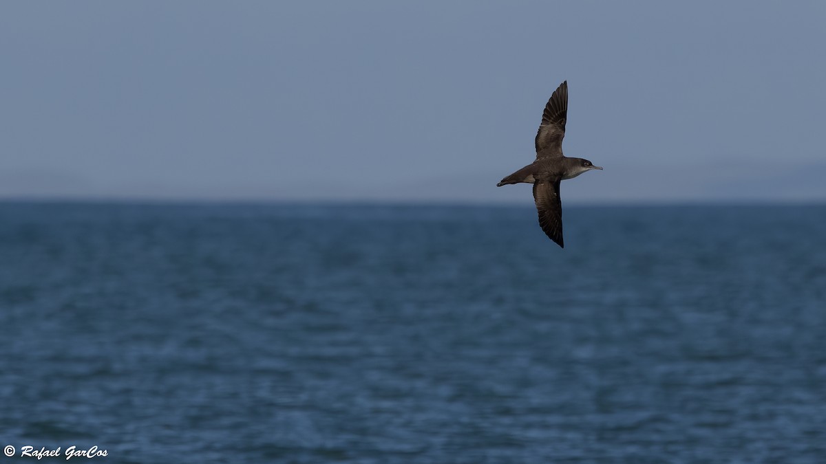 Balearic Shearwater - ML646648567