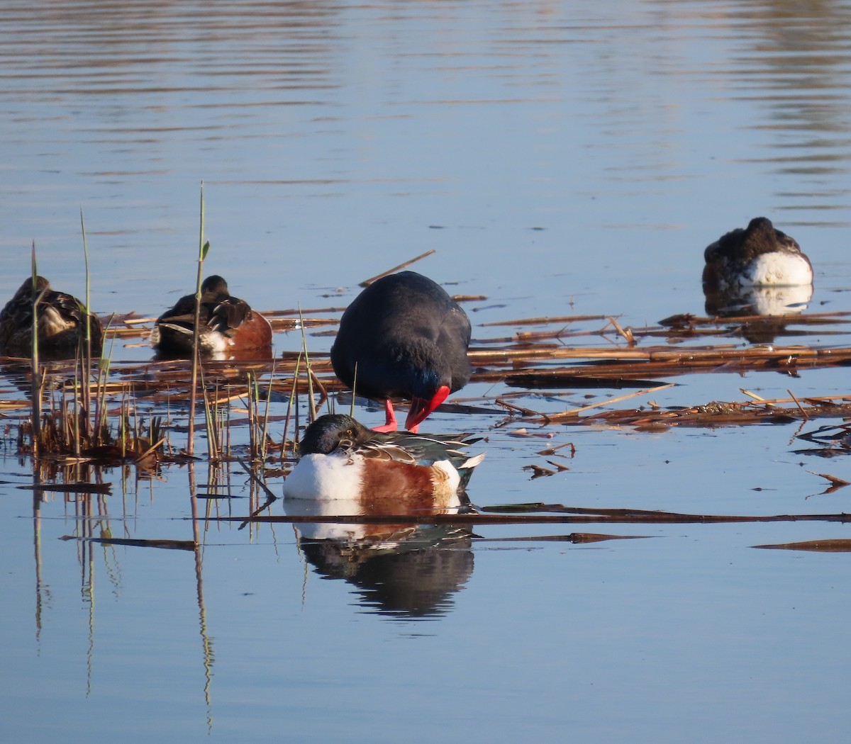 Широконоска - ML646648568