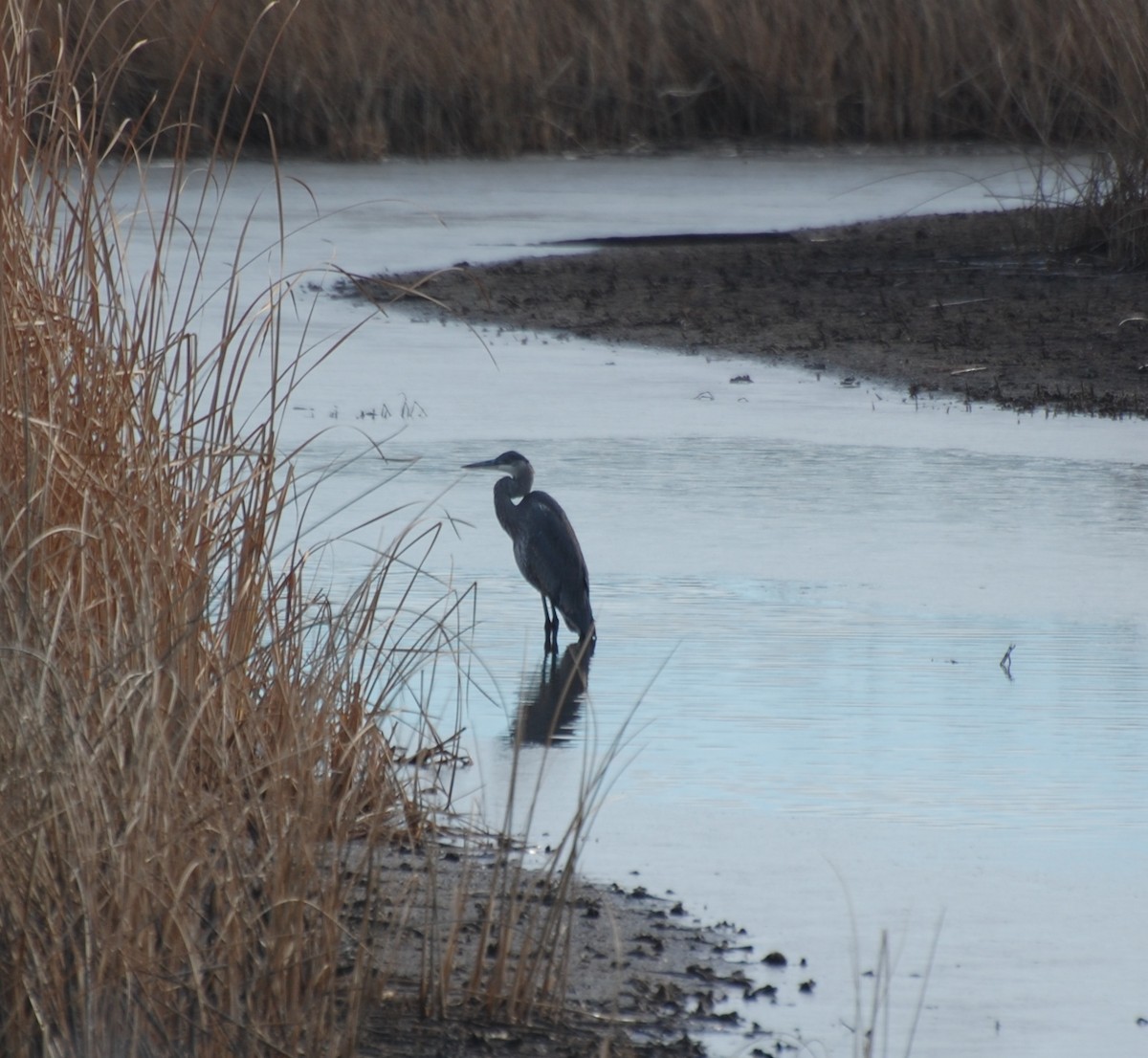 Great Blue Heron - ML646648569