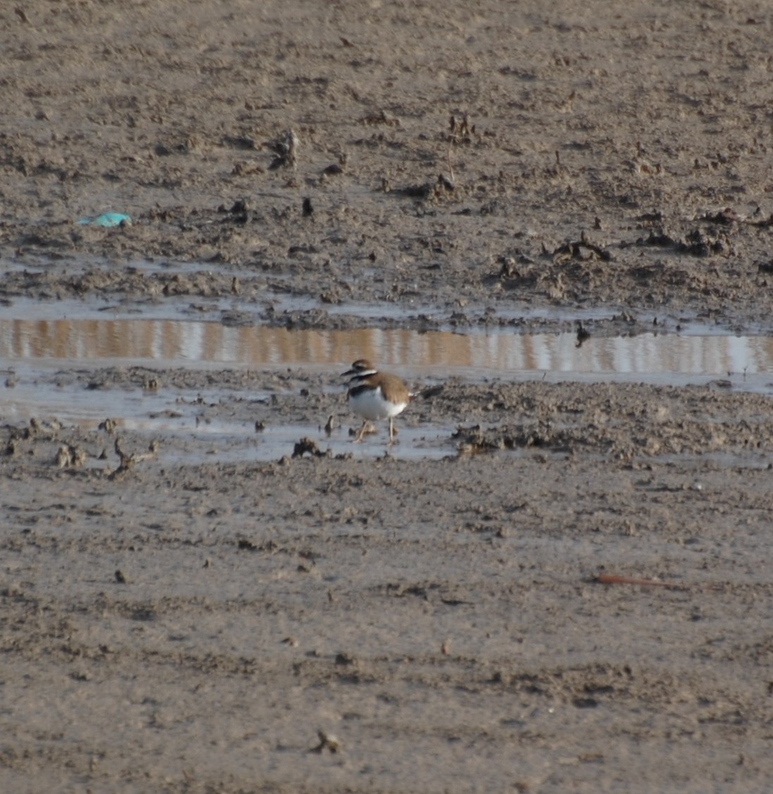 Killdeer - ML646648572