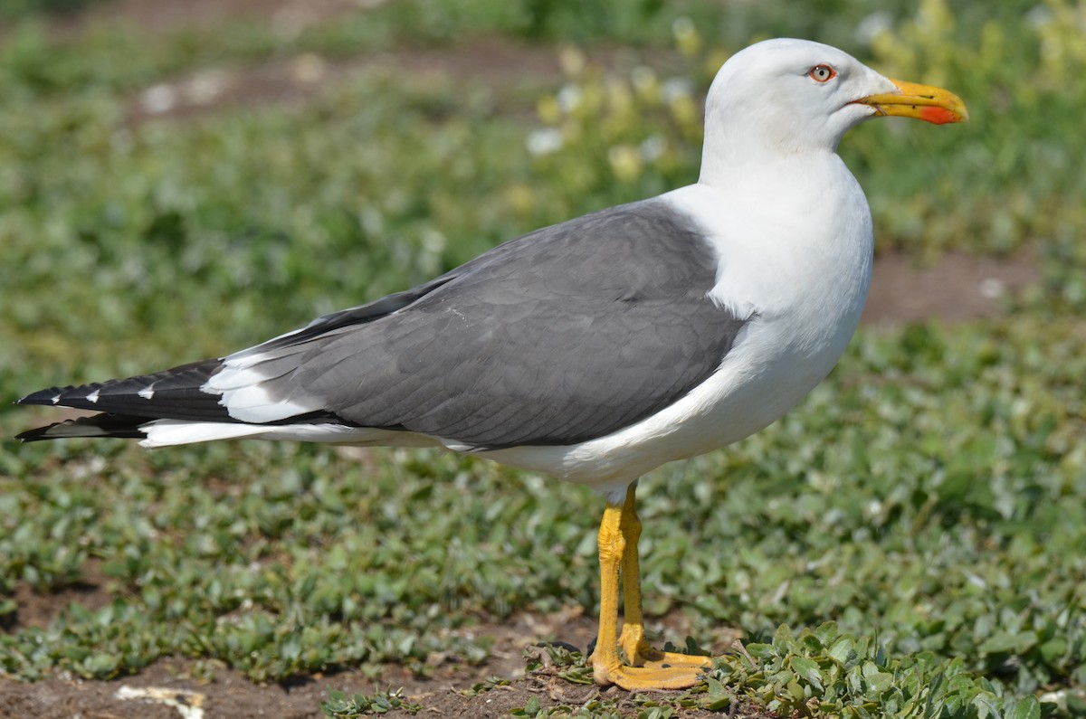 Lesser Black-backed Gull - ML646648576