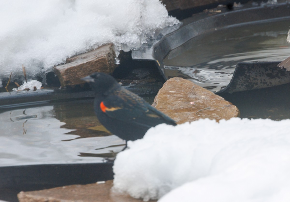 שחרורית אדומת-כנף - ML646648577