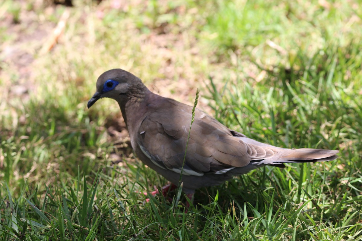West Peruvian Dove - ML646648578