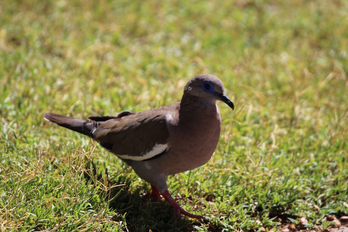 West Peruvian Dove - ML646648579