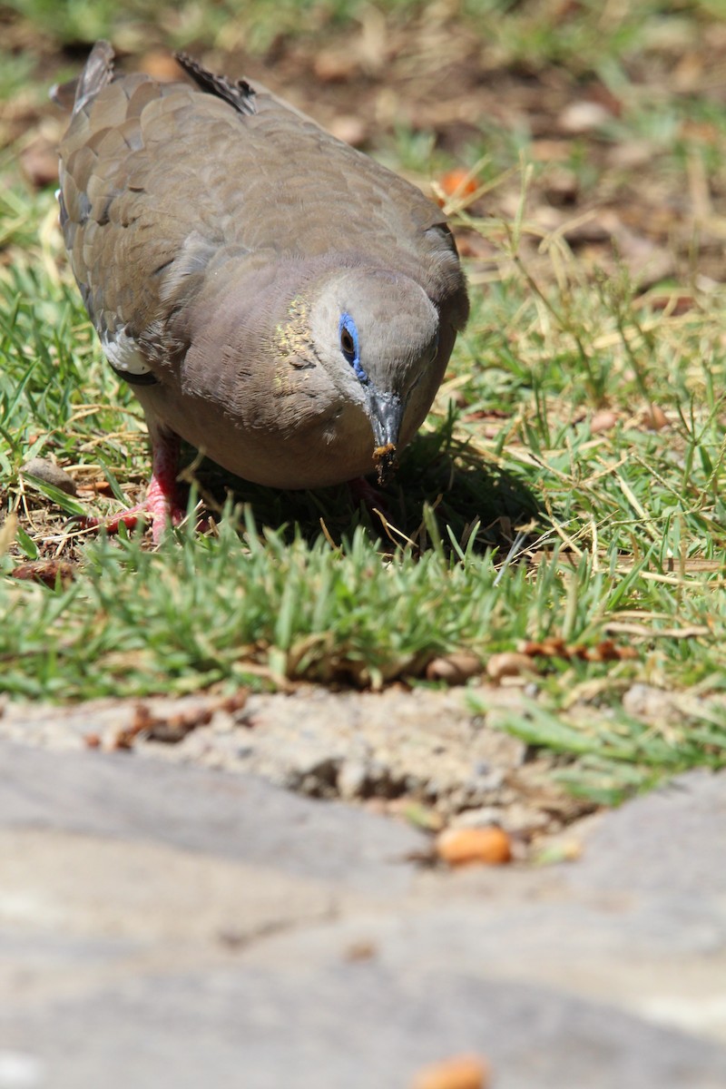 West Peruvian Dove - ML646648580