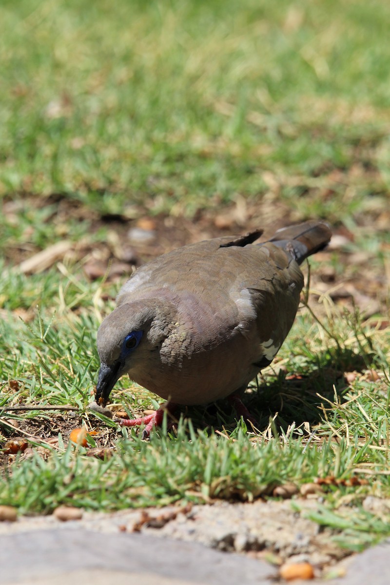 West Peruvian Dove - ML646648581