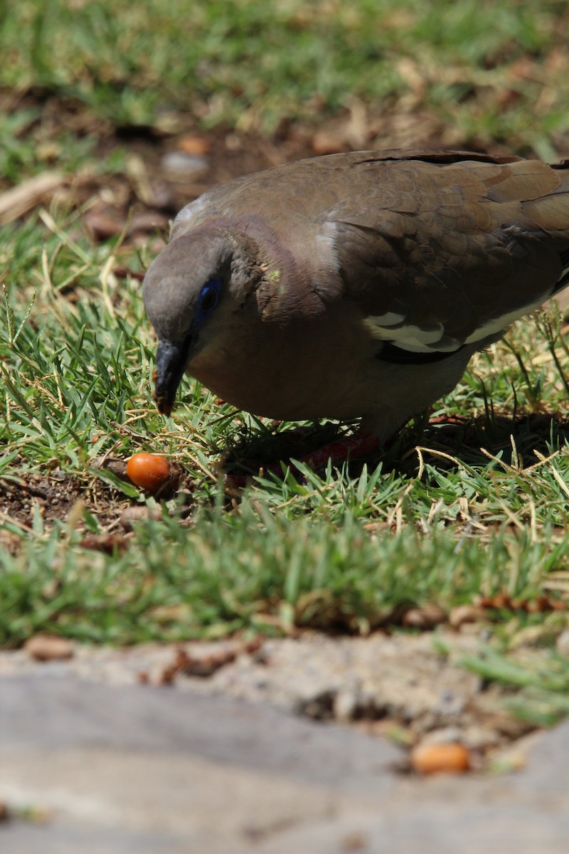 West Peruvian Dove - ML646648582